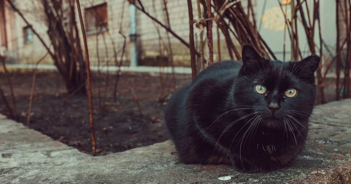 What to Feed Stray Cats: Tips for Concerned Animal Lovers